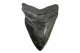 Fossil Megalodon Tooth - South Carolina #168026-2